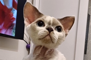 KCH JCH Dobi Leija Star, CZ